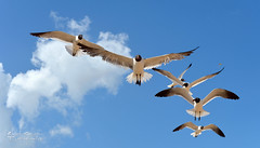Coney Island Seagulls