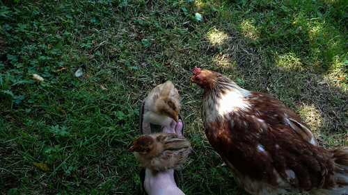 Chicken & chicks