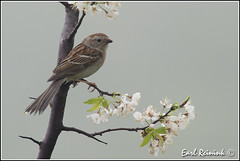 Sparrow (Field)