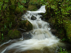 Argyll: Glasdrum National Nature Reserve & environs