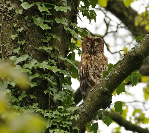 Tawny Owl by Andy Pritchard - Barrowford