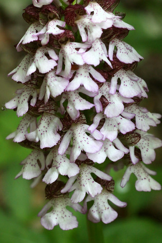 Lady Orchid Orchis purpurea
