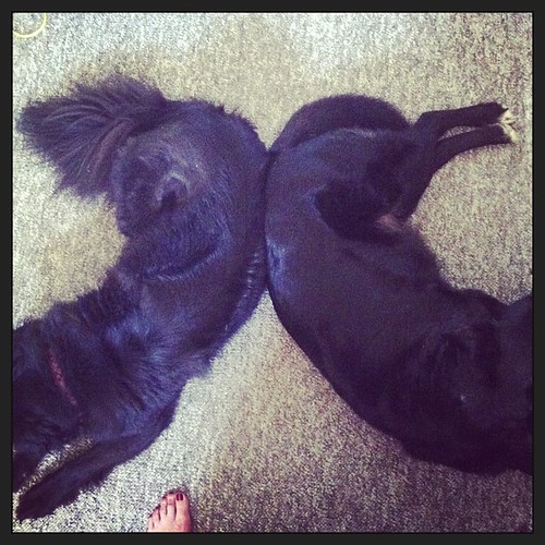 Awww their butts are touching! They never do that. 