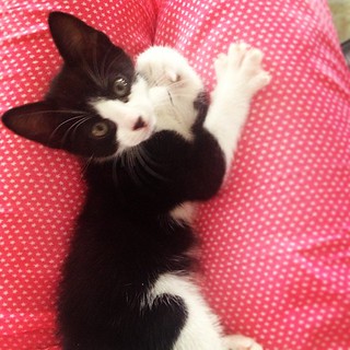 Je kiffe ses petits câlins du matin ! ❤ #illico #catstagram #kitten #babycat