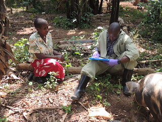 Gathering information about pig keeping in Mukono, Uganda
