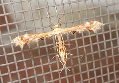 Plume moth (x2)