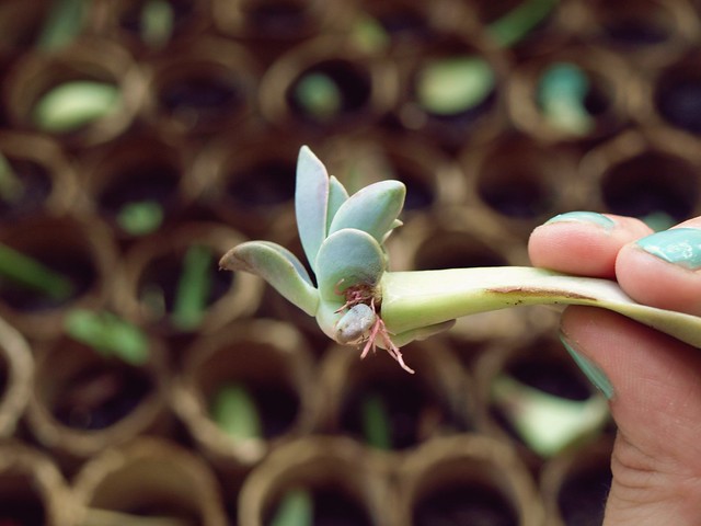 succulent propagation update