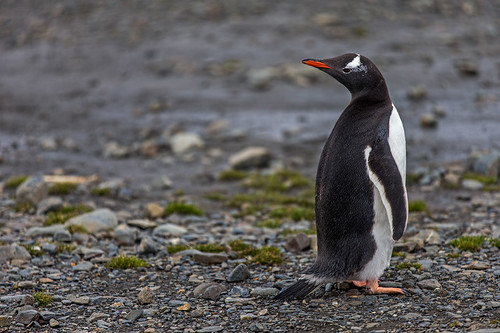 Gentoo Penguin, Stroemness by bfryxell