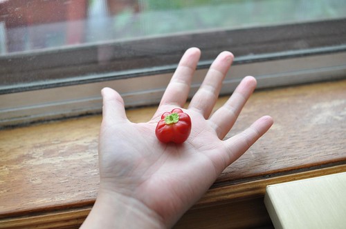 the tiniest pepper ever