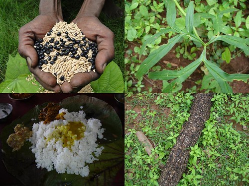 Indigenous Medicinal Rice Formulations for Diabetes and Cancer Complications, Heart and Kidney Diseases (TH Group-104) from Pankaj Oudhia’s Medicinal Plant Database by Pankaj Oudhia