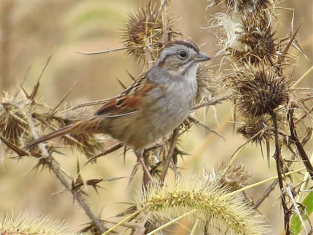 Swamp Sparrow at the Kenneth L. Schroeder Wildlife Sanctuary in McLean County, IL 02