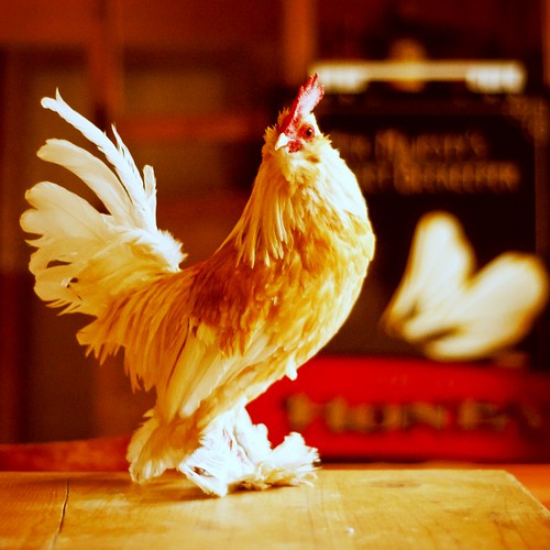 無料写真素材|動物|鳥類|鶏・ニワトリ