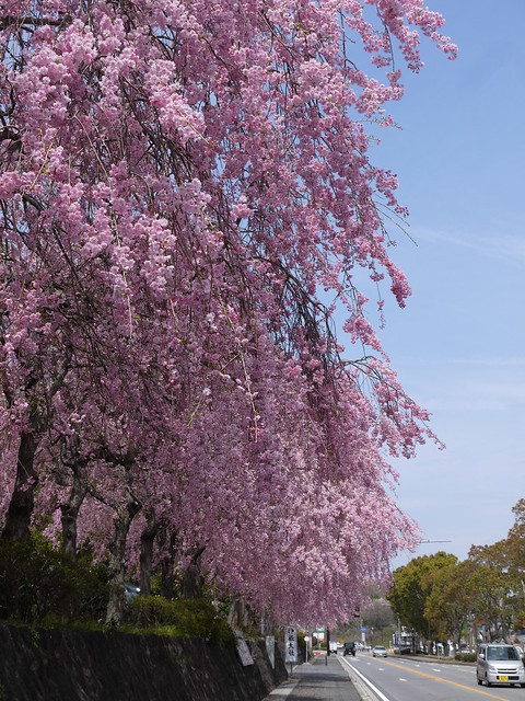 2012-04-13 神祇大社の枝垂れ桜 (3)