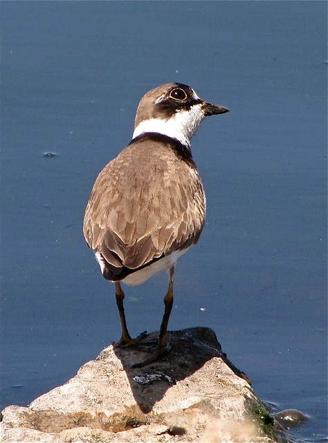 Semipalmated Plover at El Paso Sewage Treatment Center 15