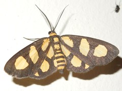 Moth (I)