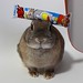 UMAIBO Cheese the bunny. #konatsu #usagi #rabbit #instabunny #bunny #bunnyloversunite #bunniesworldwide #rabbitstagram #bunnynetwork #stuffonmyrabbit #stuffonmybunny #stuffonkonatsu #instabunny #bunstagram #bunnyworld #netherlanddwarf #bunnylove #cutie #p