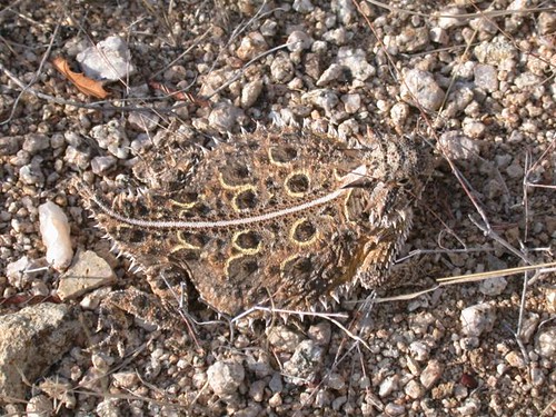 Texas Horned Lizard - New Mexico