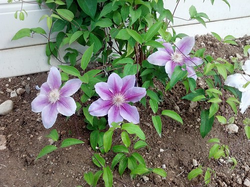 Backyard flowers
