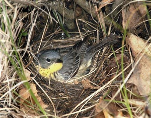 Female Kirtland’s warbler on a nest - Huron-Manistee National Forest.  Photo by Ron Austing.