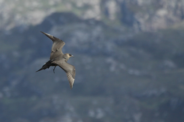 Arctic Skua- Up in the Air