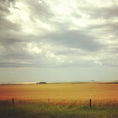 Amber waves of grain. #winterwheat #southdakota #prairie #weekendgetaway