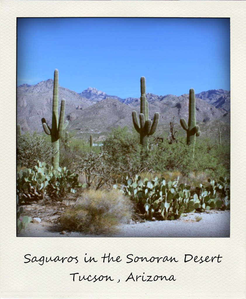 polaroid of the week arizona tucson saguaro cacti