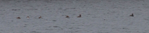5 Horned Grebes and a Long-tailed Duck