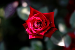 Rose 2015 薔薇