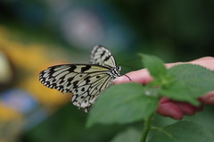 Schmetterlinge - Butterflies - mariposa - papillons