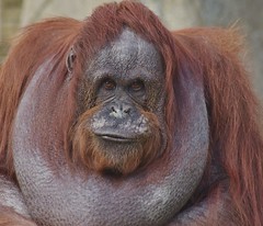Burnean Orangutan