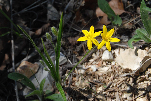 Picture of Common Golden Star, Hypoxis hirsuta, a yellow wildflower which grows on glades in the Missouri Ozarks.