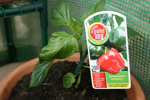 Grafted bell pepper
