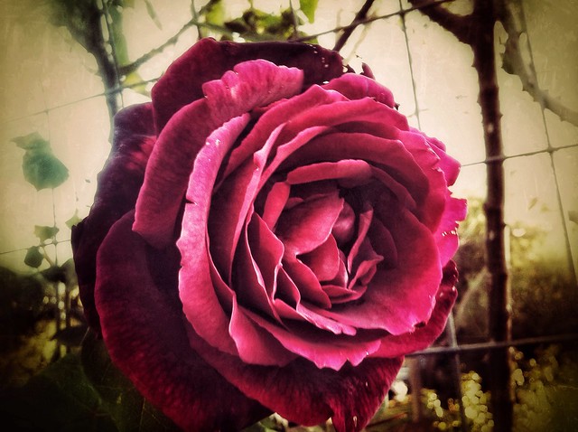 The rose.