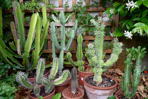 Euphorbia corner by dadoobe