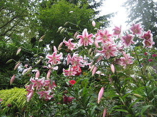 Lilium Orienpet Hybrids