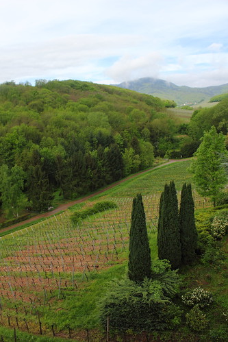 Viinipeltoja, Itterswiller, Alsace, Ranska