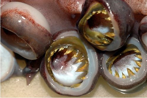美洲大赤魷吸盤上的銳利齒環。圖片拍攝：李坤瑄