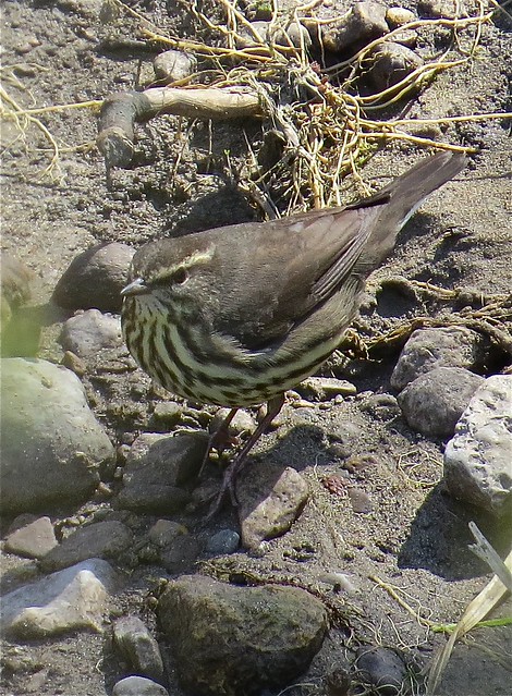 Northern Waterthrush at Ewing Park in Bloomington, IL 03