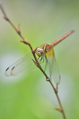2013-09 KL Hibiscus Park Dragonflies (D7000 Tamron 90mm)