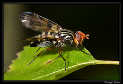 Diptera/Ulidiidae