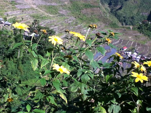 Yellow flowers, Banaue Rice Terraces