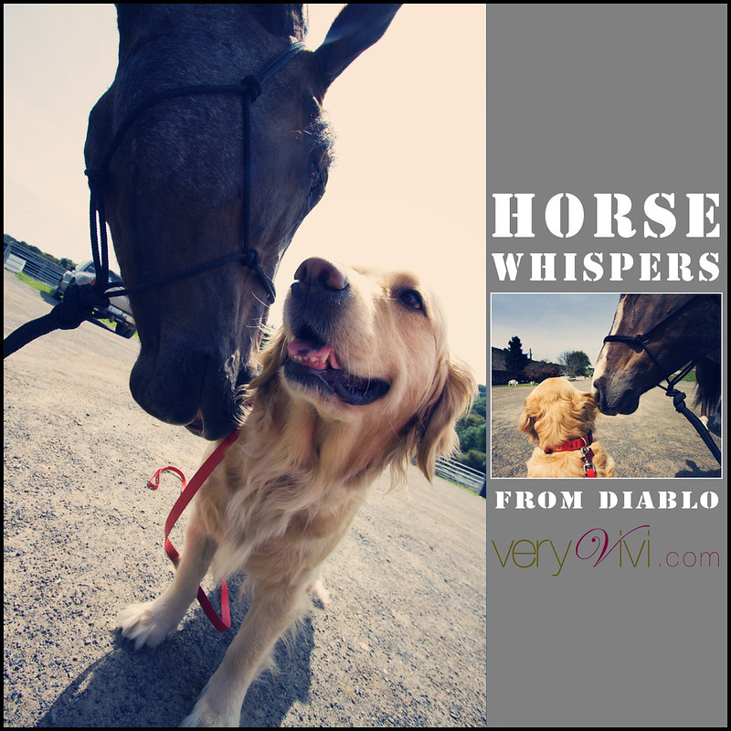 Horse Whispers From Diablo