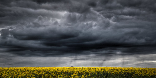 無料写真素材|自然風景|空|雲|田園・農場|菜の花・アブラナ|暗雲|嵐|HDR
