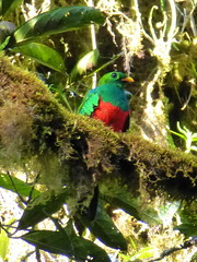 Other birds of Ecuador