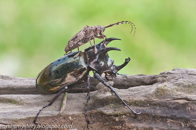 IMG_7144 copy longhorn beetle on rhino beetle