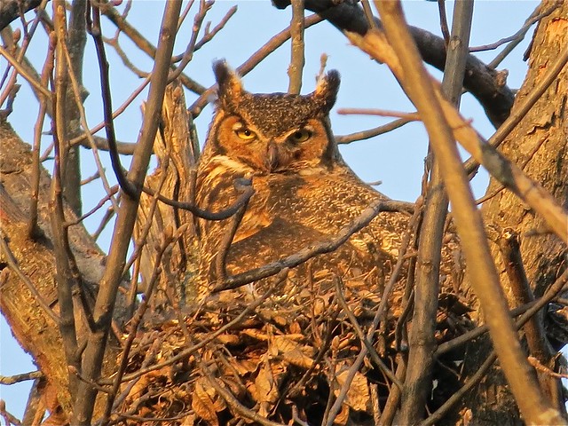 Great Horned Owl at Evergreen Lake Comlara Park in McLean County, IL