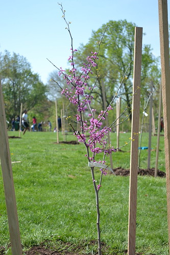 flowering redbud newly planted and staked