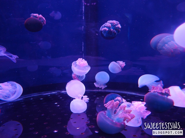 sea aquarium marine life park resort world sentosa singapore (48)