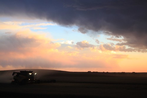 Combining at dusk.