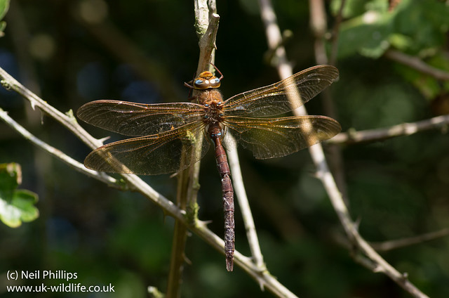 brown hawker dragonfly Aeshna grandis-2